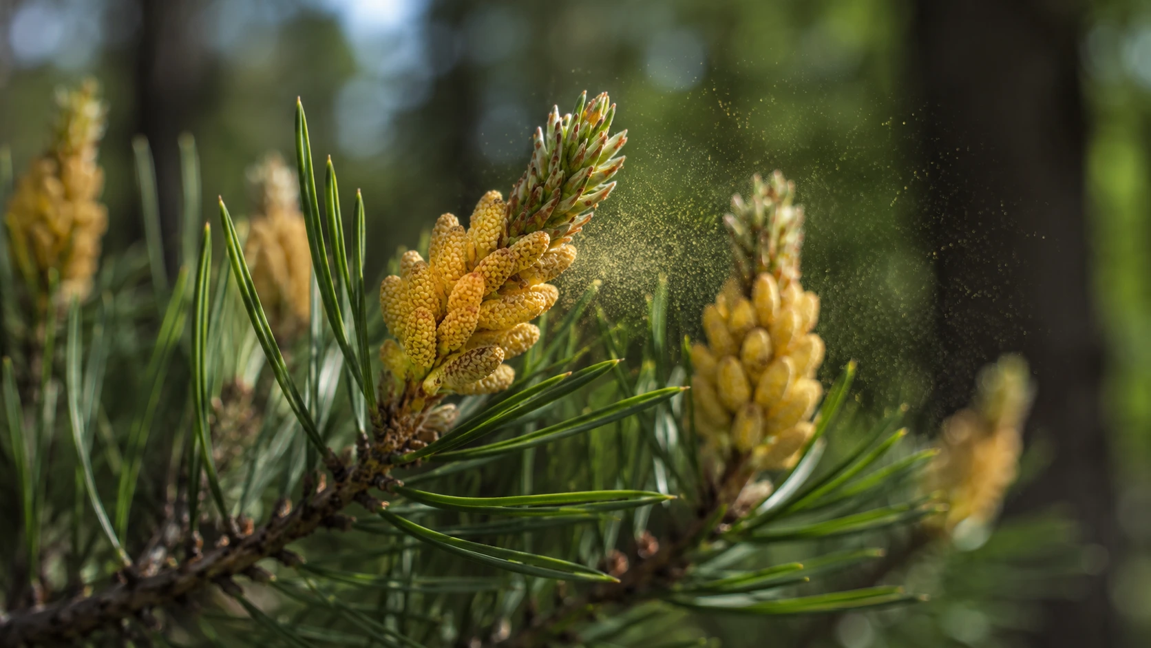 Close-up of male pine cones covered with golden yellow pine pollen